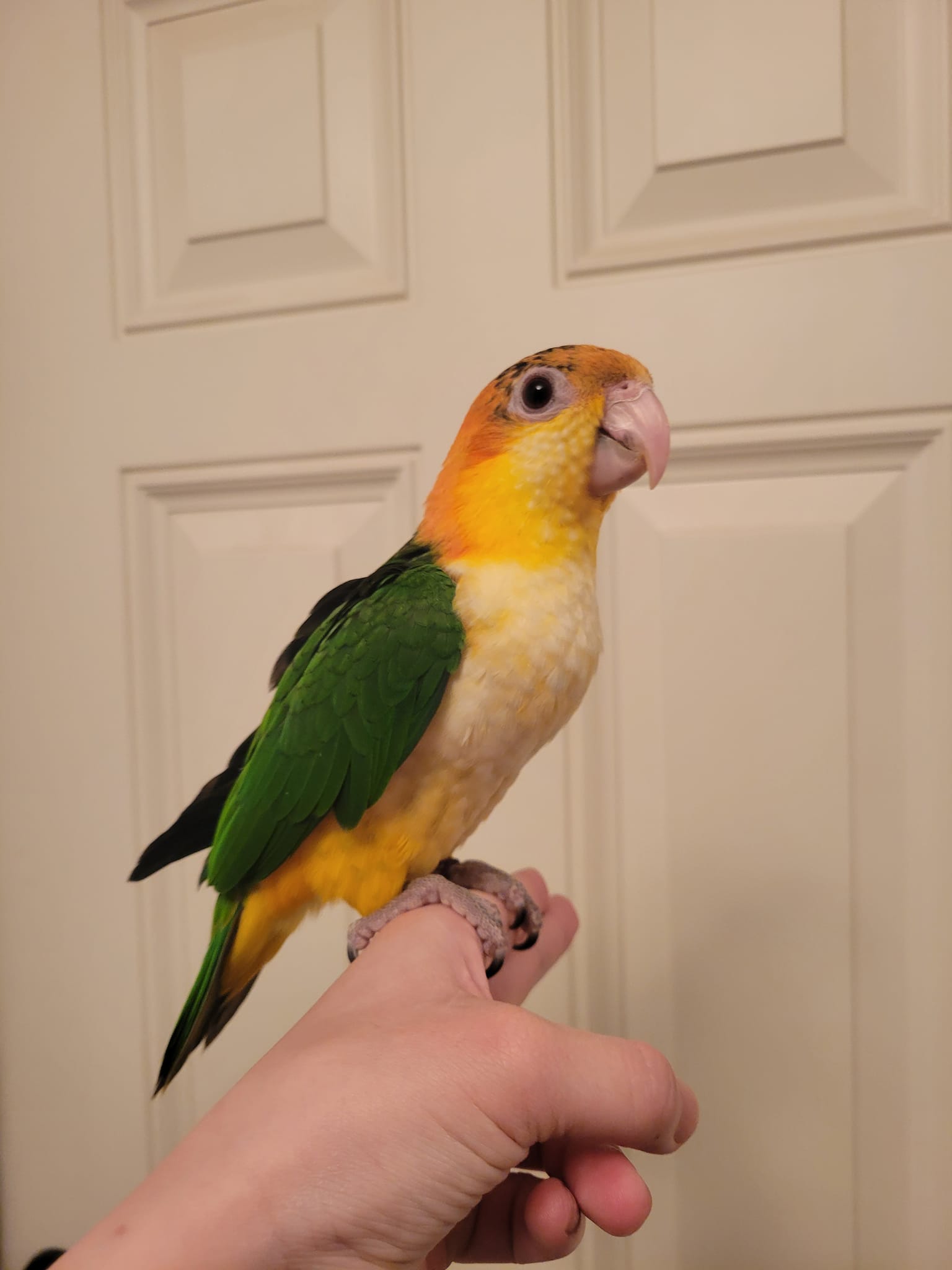 White Bellied Caique perched on a finger